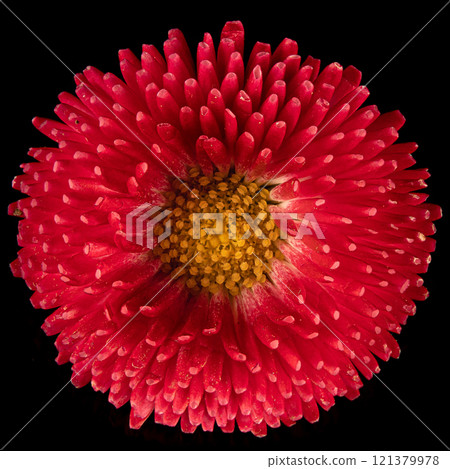 Beautiful blooming pink gerbera daisy flower on black background. Close up photo. 121379978