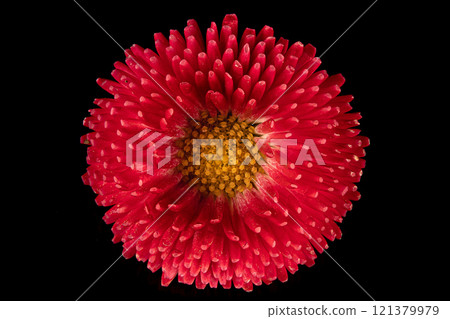 Beautiful blooming pink gerbera daisy flower on black background. Close up photo. 121379979