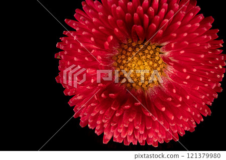 Beautiful blooming pink gerbera daisy flower on black background. Close up photo. 121379980