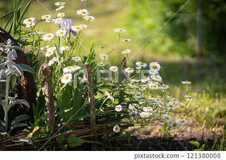Full bloom of chamomile flowers garden camomile. Full bloom of chamomile flowers garden camomile. 121380008
