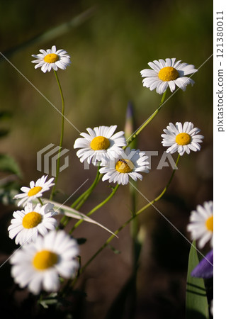 Full bloom of chamomile flowers garden camomile. Full bloom of chamomile flowers garden camomile. 121380011