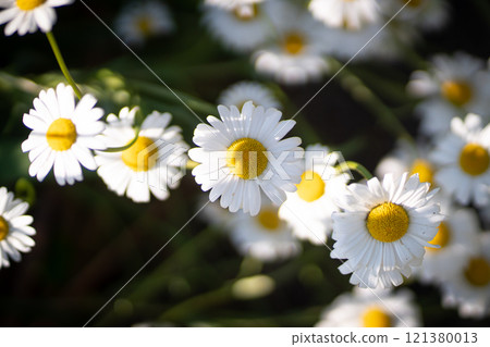 Full bloom of chamomile flowers garden camomile. Full bloom of chamomile flowers garden camomile. 121380013