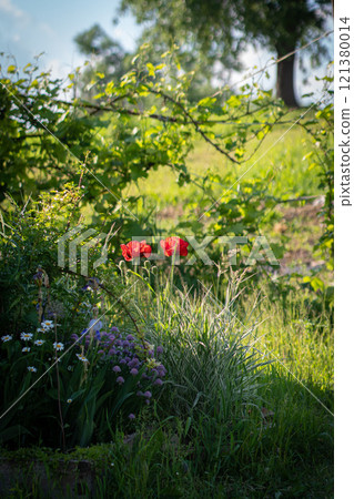 Pink flowers peonies flowering on background pink peonies. Peonies garden. 121380014