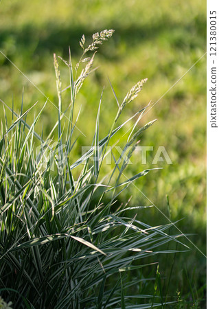 Striped green grass Variegated Sedge Ice Dance Carex morrowii, foliosissima with dew drops. Decorative long grass, evergreen sedge with white and green striped foliage. Striped green grass Variegated Sedge Ice Dance Carex morrowii, foliosissima with dew drops. Decorative long grass, evergreen sedge with white and green striped foliage. 121380015