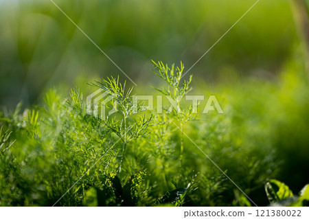 fresh green dill background. Macro fresh green dill . top view fresh green dill background. Macro fresh green dill . top view 121380022