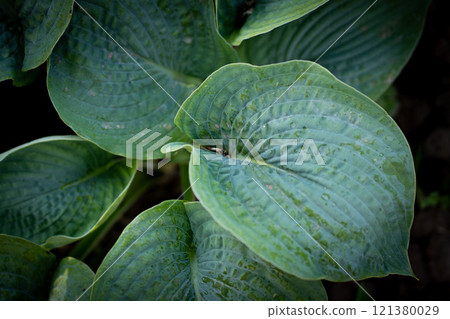 Hosta plant in the garden. Large green leaves hosta.Closeup green leaves background. Hosta plant in the garden. Large green leaves hosta.Closeup green leaves background. 121380029