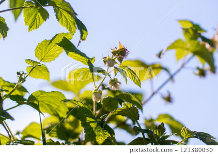 Flower on Red raspberry, Rubus idaeus, with bokeh background macro, shallow 121380030