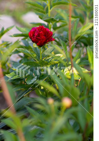 Pink flowers peonies flowering on background pink peonies. Peonies garden. 121380031