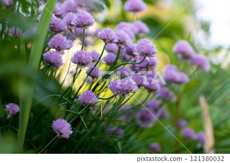 Purple chives plant in summer garden. Perfect healthy herb flowers. Chive blossom in back light. Purple chives plant in summer garden. Perfect healthy herb flowers. Chive blossom in back light. 121380032