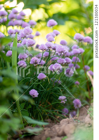 Purple chives plant in summer garden. Perfect healthy herb flowers. Chive blossom in back light. 121380034