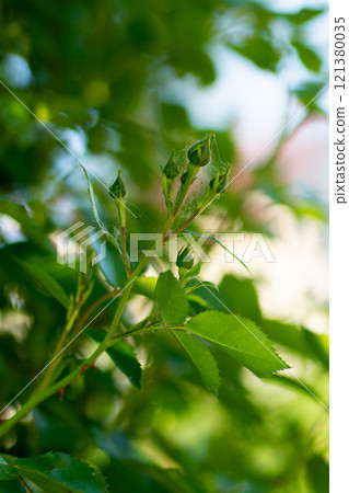Spider mites on the roses. Diseases of plants. 121380035