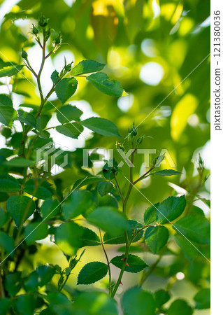 Spider mites on the roses. Diseases of plants. Spider mites on the roses. Diseases of plants. 121380036