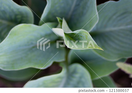 Hosta plant in the garden. Large green leaves hosta.Closeup green leaves background. Hosta plant in the garden. Large green leaves hosta.Closeup green leaves background. 121380037