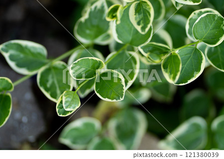 Variegated greater Periwinkle plant leaves close-up in home garden within sunlight. Variegated greater Periwinkle plant leaves close-up in home garden within sunlight. 121380039