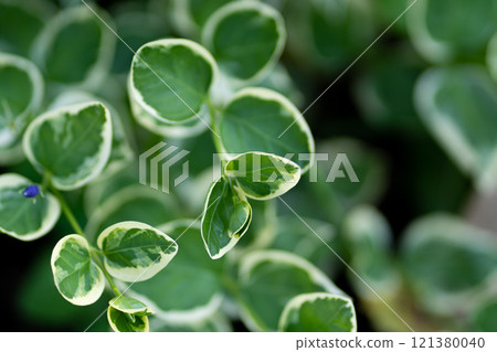 Variegated greater Periwinkle plant leaves close-up in home garden within sunlight. Variegated greater Periwinkle plant leaves close-up in home garden within sunlight. 121380040