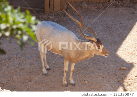 A deer grazes in the desert savannah of Africa 121380077
