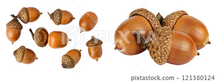 Brown acorn oak nut isolated on white background. Top view. Flat lay 121380124