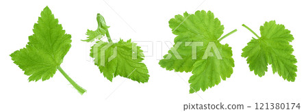 Currant leaves isolated on white background. Top view. Flat lay Currant leaves isolated on white background. Top view. Flat lay 121380174