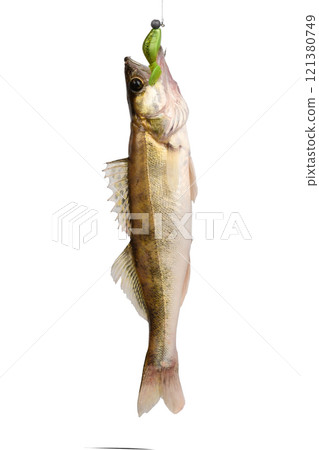 Pike perch on a hook on a white background. Pike perch on a hook on a white background. 121380749