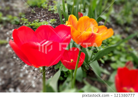 Red tulips background. Beautiful tulip in the meadow. Flower bud in spring in the sunlight. Red tulips background. Beautiful tulip in the meadow. Flower bud in spring in the sunlight. 121380777