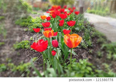 Red tulips background. Beautiful tulip in the meadow. Flower bud in spring in the sunlight. Red tulips background. Beautiful tulip in the meadow. Flower bud in spring in the sunlight. 121380778
