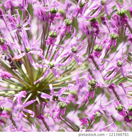 Christophorus onion. Giant onion flower. Large bud with purple inflorescences on a pastel pink background. Christoph's allium. Christophorus onion. Giant onion flower. Large bud with purple inflorescences on a pastel pink background. Christoph's allium. 121380781