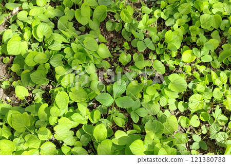 In spring in the wild forest violet (Viola odorata). 121380788