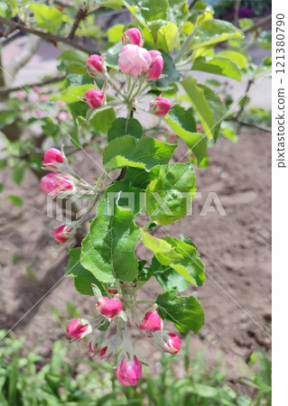 White and pink apple tree flowers. Apple blossom. 121380790