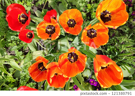 Red tulips background. Beautiful tulip in the meadow. Flower bud in spring in the sunlight. 121380791