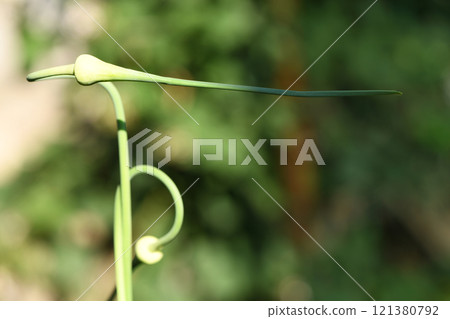 A twisted form of garlic flower on a natural background. Green stalk of garlic. A twisted form of garlic flower on a natural background. Green stalk of garlic. 121380792