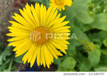 Doronicus, yellow chamomile in the garden, bright and fresh flowers, close-up. Doronicus, yellow chamomile in the garden, bright and fresh flowers, close-up. 121380797