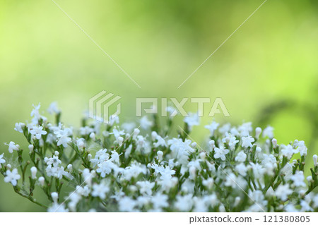 White flowers of Valiriana. Flowers are grouped in one head. White flowers of Valiriana. Flowers are grouped in one head. 121380805