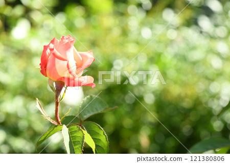 Baby pink rosebud with roses in background. Young shoots of a rose. 121380806