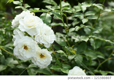 Flower of white Rose in the summer garden. White Roses with shallow depth of field. Flower of white Rose in the summer garden. White Roses with shallow depth of field. 121380807