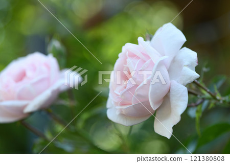 Baby pink rosebud with roses in background. Young shoots of a rose. Baby pink rosebud with roses in background. Young shoots of a rose. 121380808