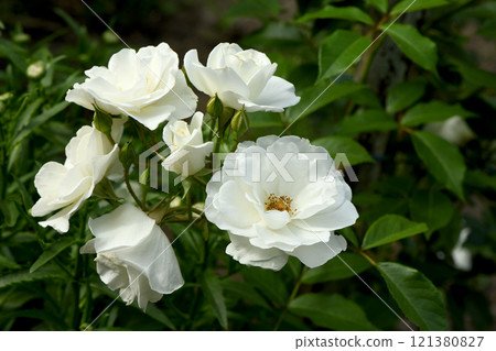 Flower of white Rose in the summer garden. White Roses with shallow depth of field. Flower of white Rose in the summer garden. White Roses with shallow depth of field. 121380827