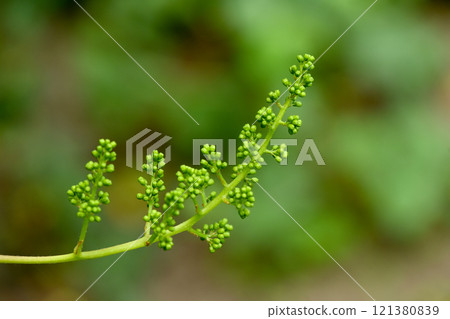 Young inflorescence of grapes on the vine close-up. 121380839