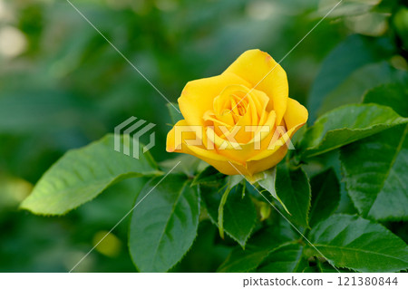 Flower of Yellow Rose in the summer garden. Flower of Yellow Rose in the summer garden. 121380844
