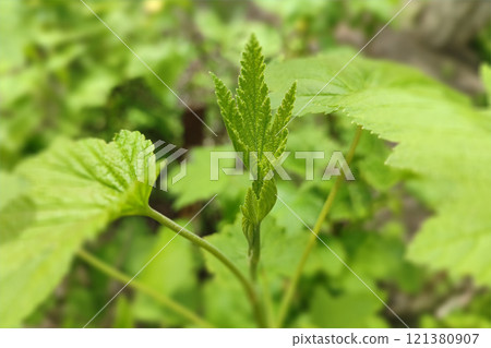 A young green leaf with leaf veining on a currant bush in spring. Macro close-up of a young green leaf. 121380907