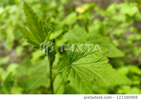 A young green leaf with leaf veining on a currant bush in spring. Macro close-up of a young green leaf. 121380908