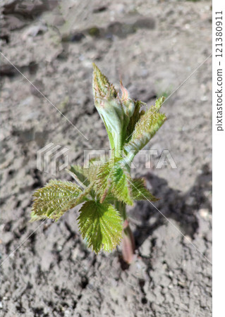 Blackberry sprouts grow from the ground. Spring time. Blackberry sprouts grow from the ground. Spring time. 121380911
