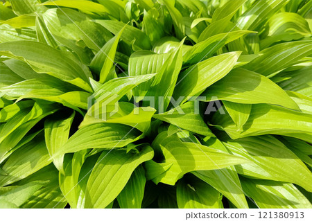 Spring hosta leaves in garden, bright and fresh. 121380913