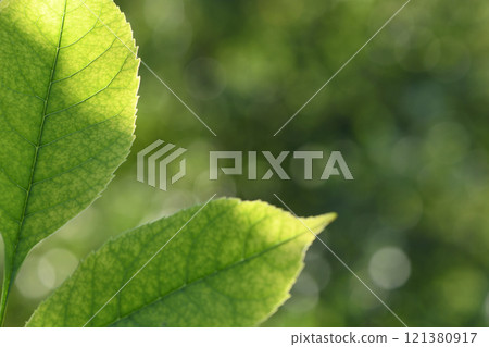 Ash leaf. Green leaves of the ash tree close up. 121380917