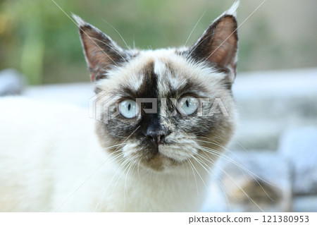 Siamese cat relaxes at home. The cat has a calm and relaxed demeanor. Siamese cat relaxes at home. The cat has a calm and relaxed demeanor. 121380953