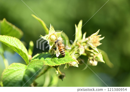 Bee on blackberry flowers. Blackberry flowers in the garden, Beautiful in spring bloom garden. Bee on blackberry flowers. Blackberry flowers in the garden, Beautiful in spring bloom garden. 121380954