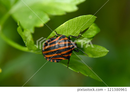 Colorful Striped Bug or Minstrel Bug Graphosoma lineatum, Graphosoma italicum. 121380961
