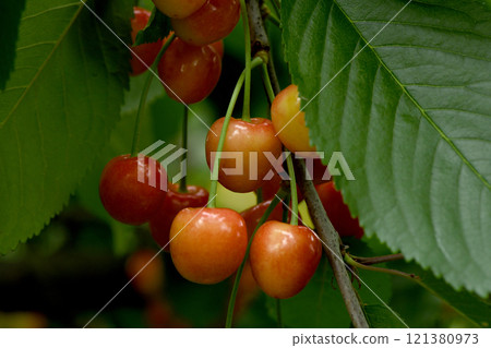 Ripe pink cherries hanging from cherry tree branch. Harvest sweet cherries on tree. Ripe pink cherries hanging from cherry tree branch. Harvest sweet cherries on tree. 121380973