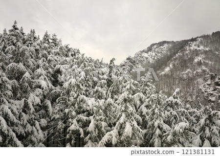 Aerial foggy landscape with evergreen pine trees covered with fresh fallen snow during heavy snowfall in winter mountain forest on cold quiet day Aerial foggy landscape with evergreen pine trees covered with fresh fallen snow during heavy snowfall in winter mountain forest on cold quiet day 121381131