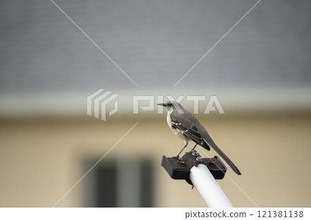 A Northern mockingbird bird perched on a fence pole A Northern mockingbird bird perched on a fence pole 121381138