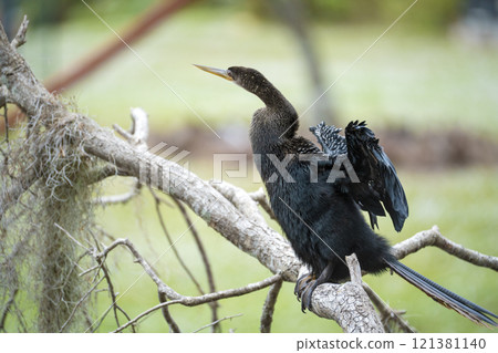 A big anhinga bird resting on tree branch in Florida wetlands A big anhinga bird resting on tree branch in Florida wetlands 121381140